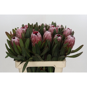 PROTEA PINK ICE