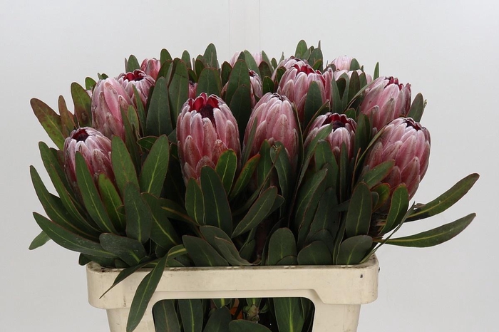 <h4>PROTEA PINK ICE</h4>