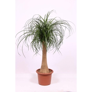 Beaucarnea recurvata