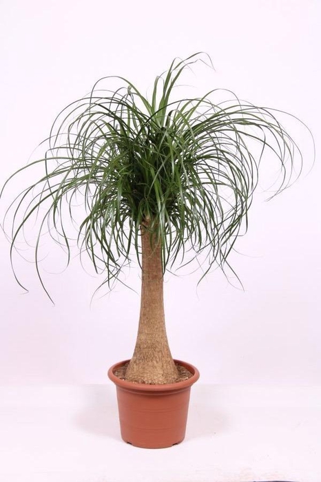 <h4>Beaucarnea recurvata</h4>