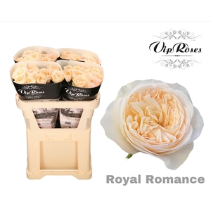 R Gr Royal Romance X40