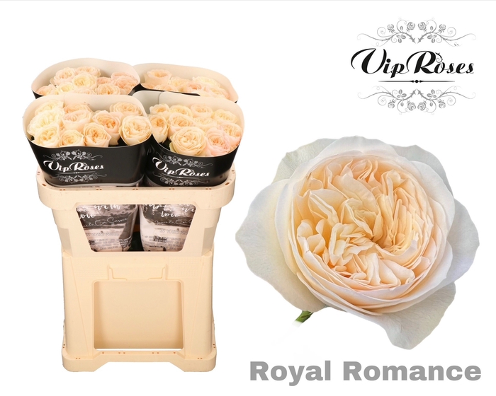 <h4>R GR ROYAL ROMANCE x40</h4>