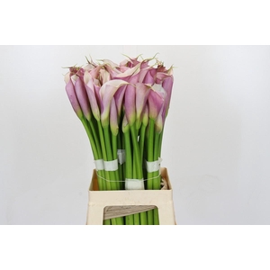 Zantedeschia Eydolls Purple White