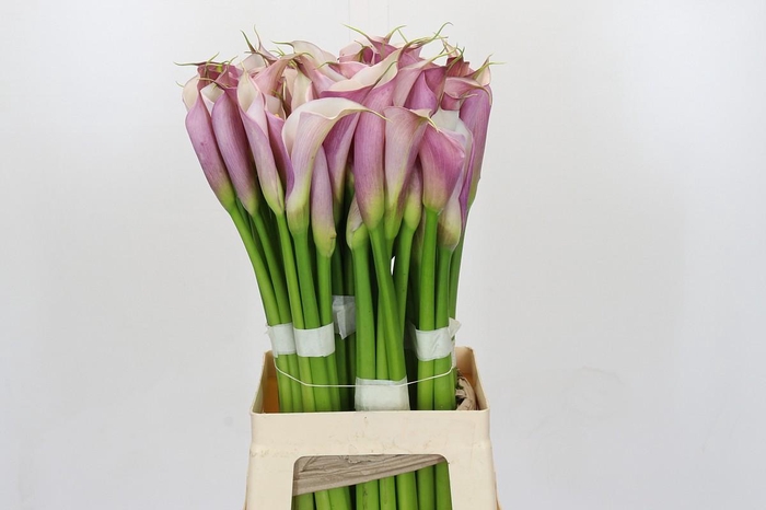 <h4>Zantedeschia Eydolls Purple White</h4>