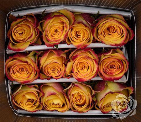 <h4>R Gr Tutti Frutti</h4>