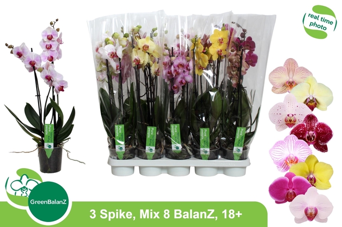 <h4>PHAL GEM 8 KL</h4>