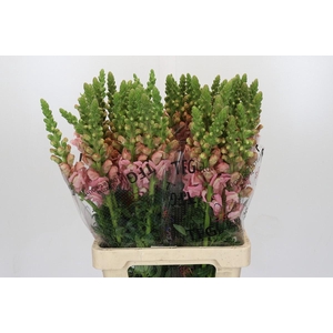 Antirrhinum Potomac Early Pink