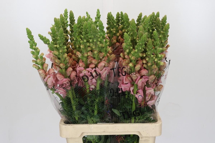 <h4>Antirrhinum Potomac Early Pink</h4>