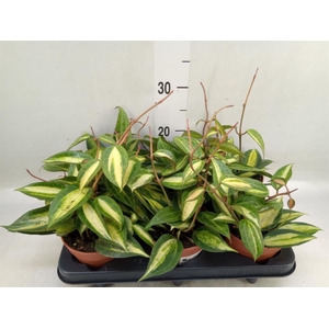 Hoya carnosa 'Tricolor'