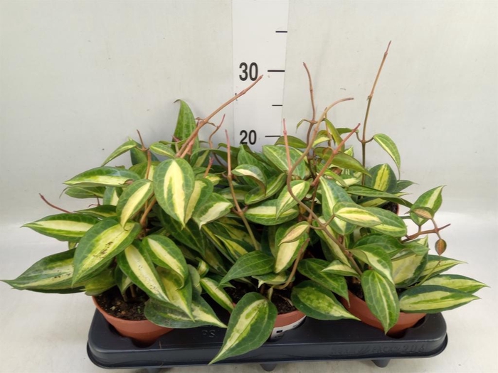 <h4>Hoya carnosa 'Tricolor'</h4>