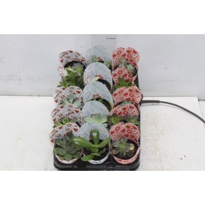SUCULENTAS P06
