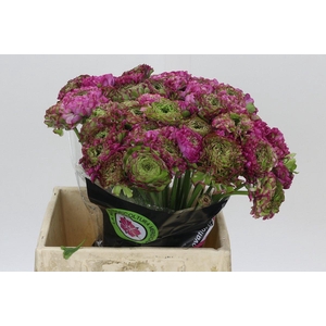 Ranunculus Pon Pon Malva