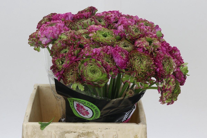 Ranunculus Pon Pon Malva
