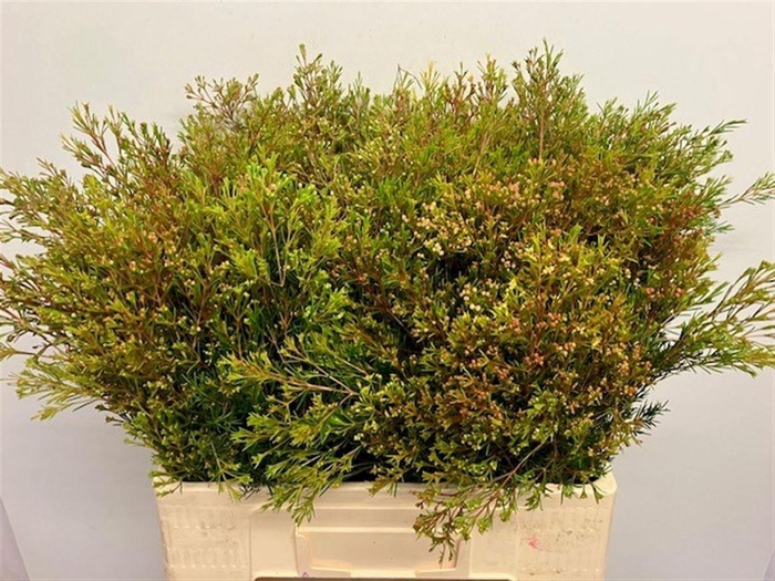 <h4>CHAME UN VEGA BLAD</h4>