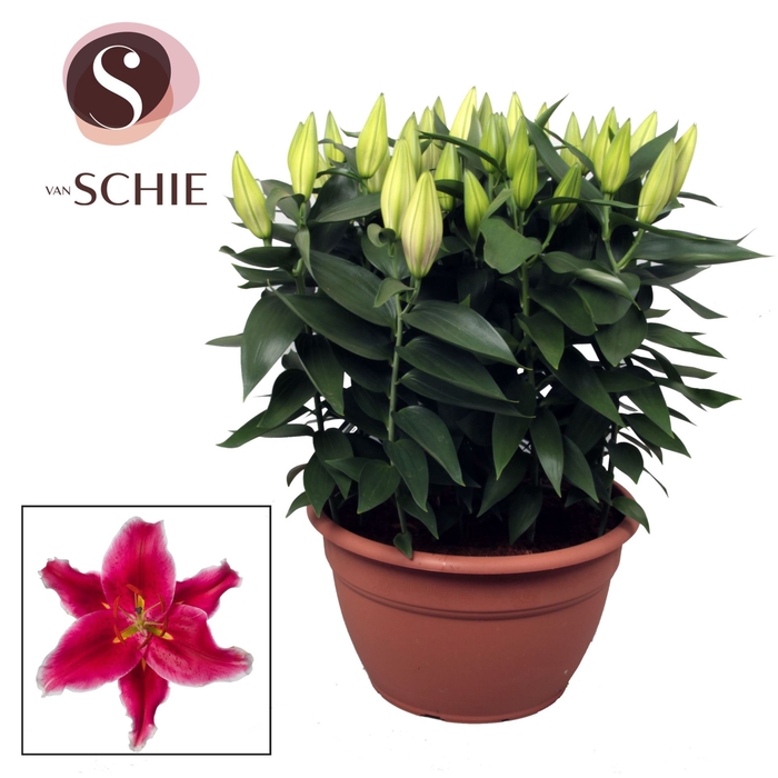 <h4>Lilium Starlight Express</h4>