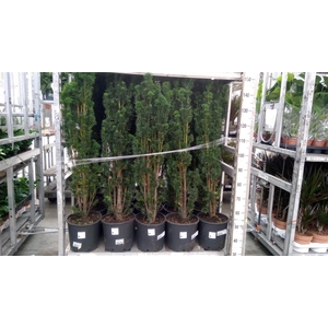 Taxus baccata 'Fastigiata Robusta'