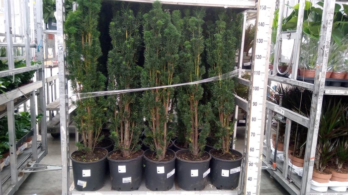 <h4>Taxus baccata 'Fastigiata Robusta'</h4>