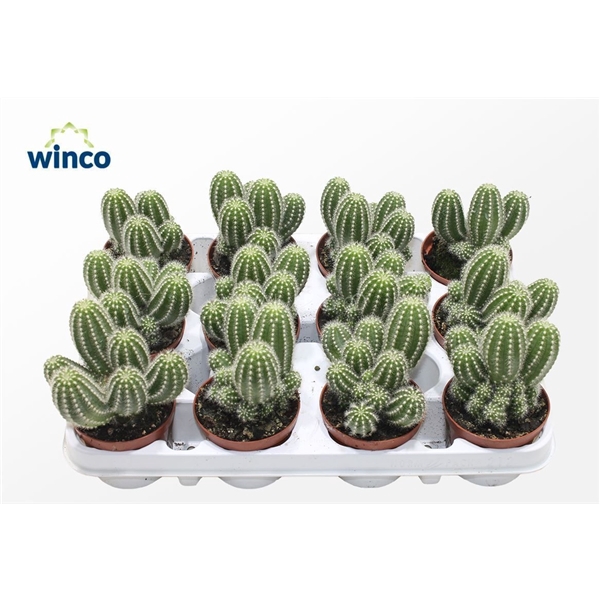 <h4>Trichocereus Huascha (group)</h4>