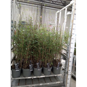 Fargesia nitida 'Black Pearl'