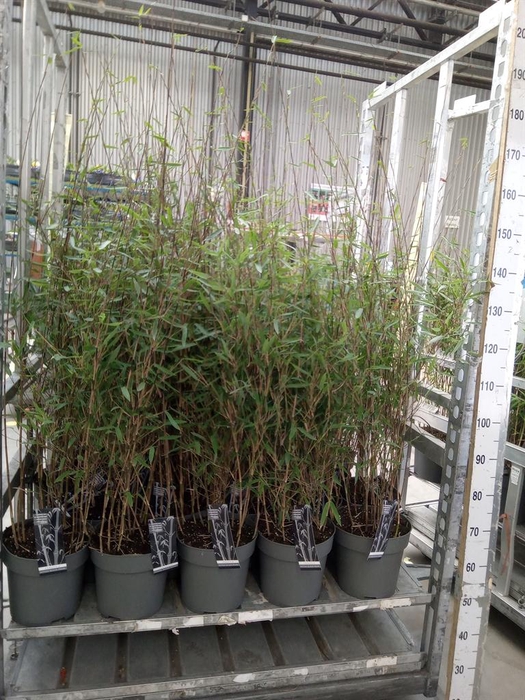 <h4>Fargesia nitida 'Black Pearl'</h4>