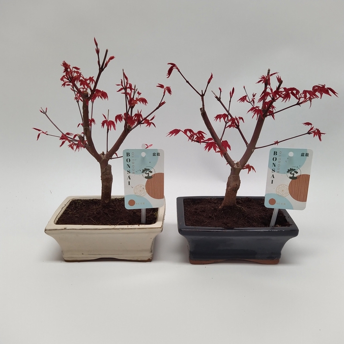 <h4>Acer Deshojo Bonsai 15 cm</h4>