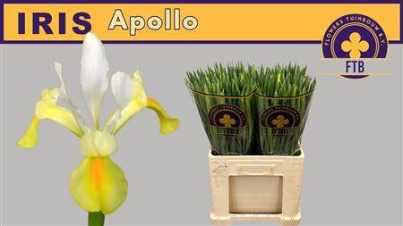 <h4>Iris Apollo</h4>