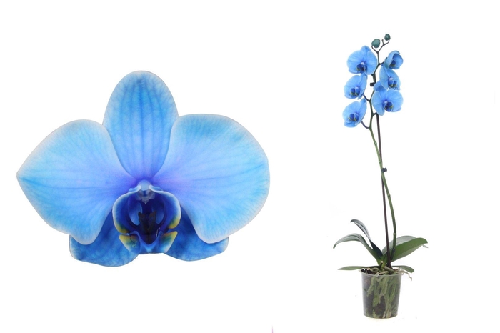 <h4>Phal I Am Blue 1T6+ Basic</h4>