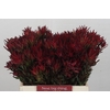 Leucadendron Blush Spray