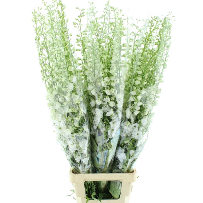 <h4>Delphinium Aurora White Super</h4>
