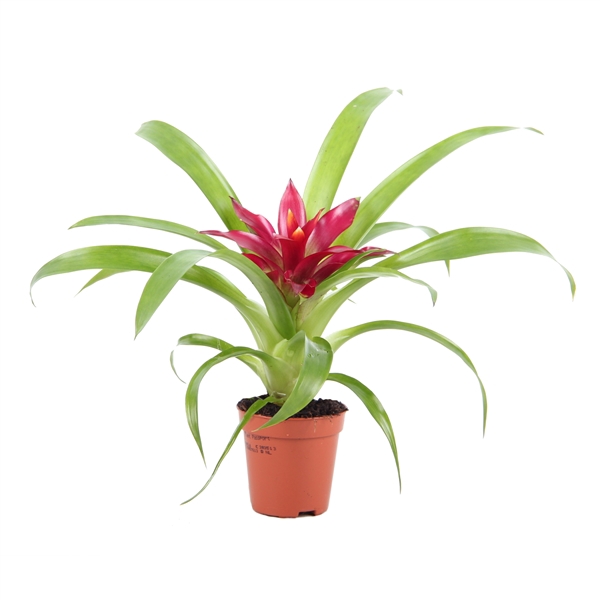 <h4>7 cm Guzmania Intro</h4>