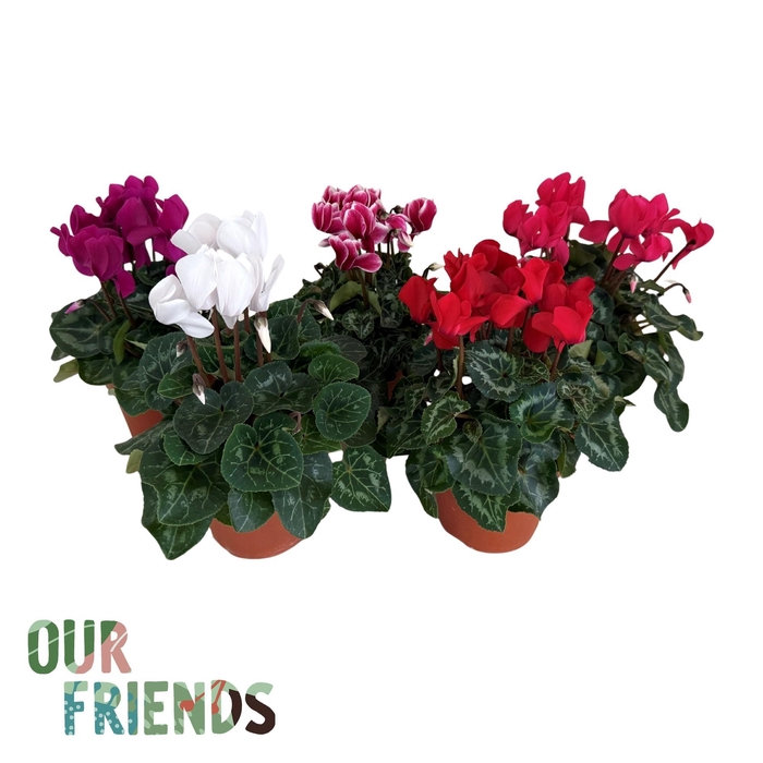 <h4>CYCL MD SUP ALLURE</h4>