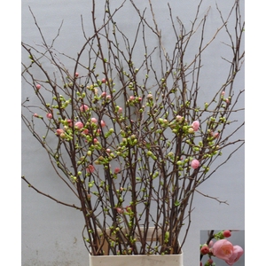 CHAENOMELES JAPONICA