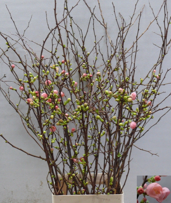 <h4>CHAENOMELES JAPONICA</h4>