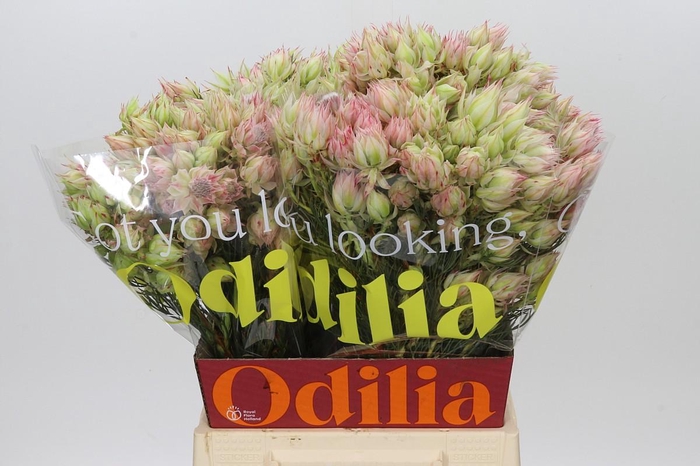 <h4>Blushing Bride Bridal Pink</h4>