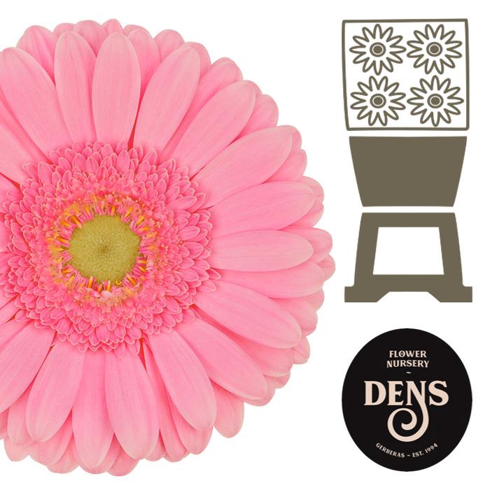 <h4>Gerbera Glossy Diamond</h4>