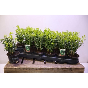 arr8 Buxu Sempervirens