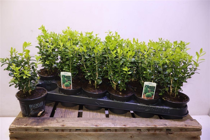 <h4>Buxu Sempervirens</h4>