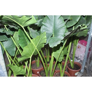 ALOCASIA MACRORRHIZOS P24