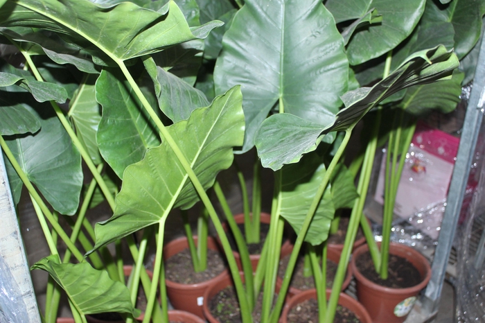 <h4>ALOCASIA MACRORRHIZOS P24</h4>