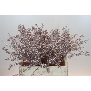 Ilex paint Champagne