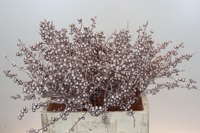 <h4>Ilex paint Champagne</h4>