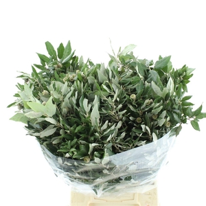 QUERC ILEX
