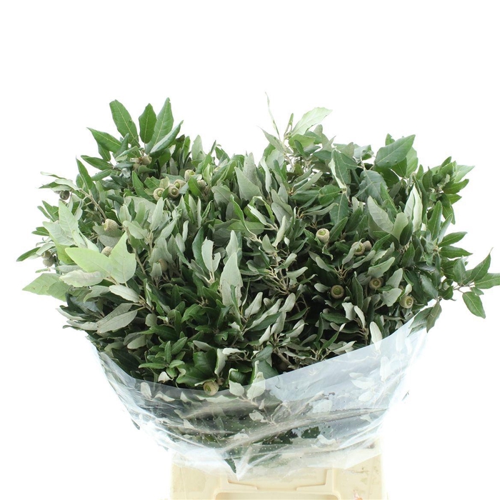 <h4>QUERC ILEX</h4>