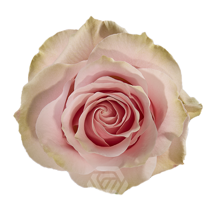 <h4>R GR PINK MONDIAL Tessa</h4>