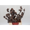 Kaaps Groen Hakea Sericea