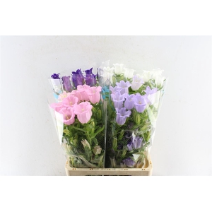 Campanula Med Gemengd