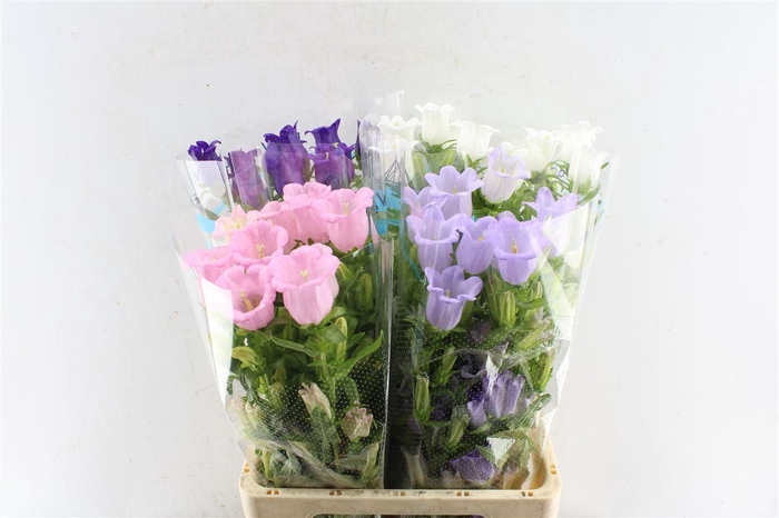 <h4>Campanula Med Gemengd</h4>