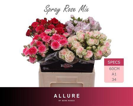 <h4>R Tr Dutch Mix Premium</h4>