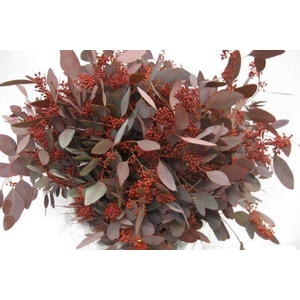 EUC. POPULUS BES ROOD 300 GR
