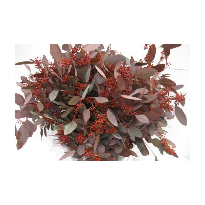 <h4>EUC. POPULUS BES ROOD 300 GR</h4>